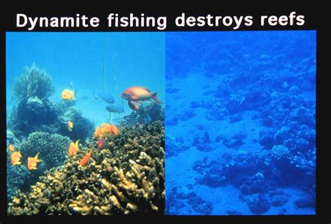 dynamite fishing world games|The Harmful Effects of Dynamite Fishing on Coral Reefs.